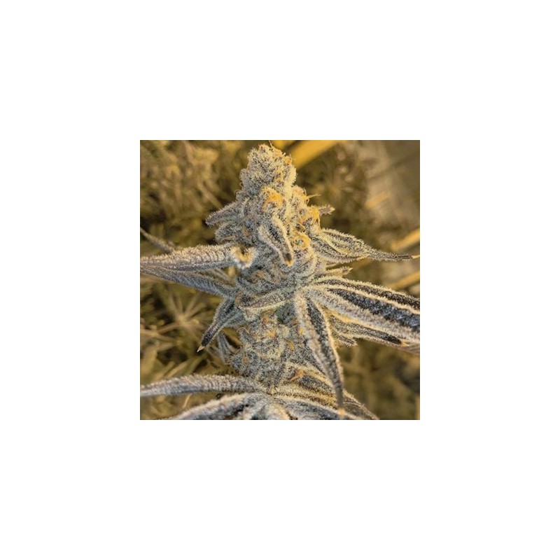 Platinum Jelly semi femminizzati In House Genetics