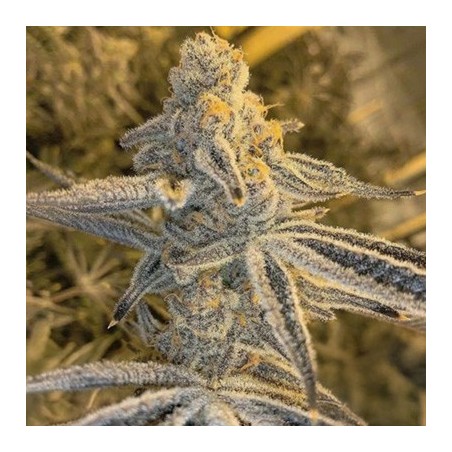 Platinum Jelly semi femminizzati In House Genetics