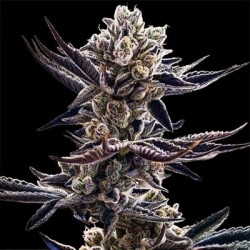 Platinum Kush Breath semi femminizzati In House Genetics
