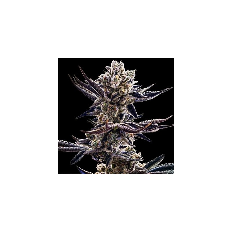 Platinum Kush Breath semi femminizzati In House Genetics