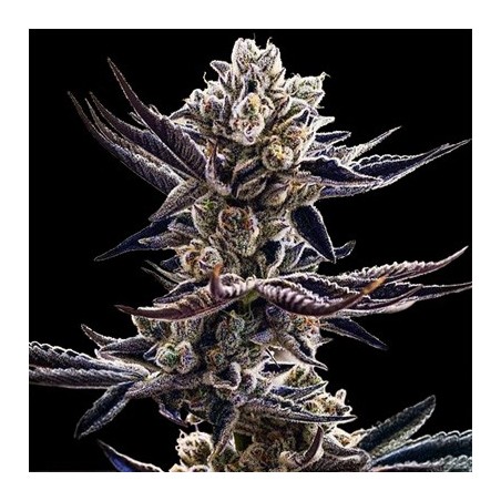 Platinum Kush Breath semi femminizzati In House Genetics