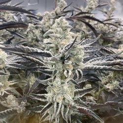 Platinum Kush Breath Remix semi femminizzati In House Genetics