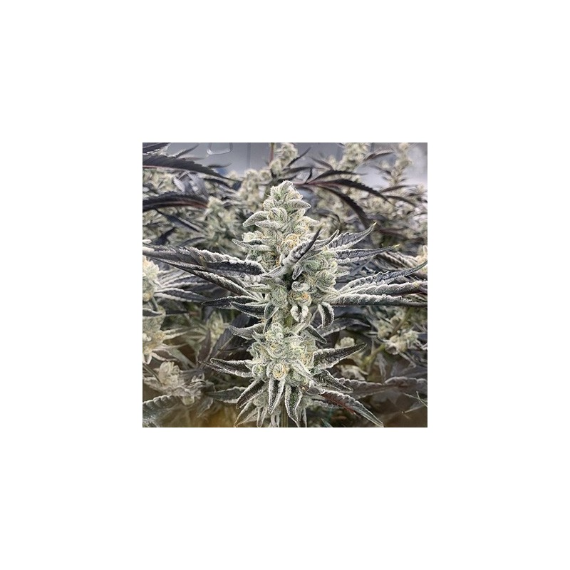 Platinum Kush Breath Remix semi femminizzati In House Genetics