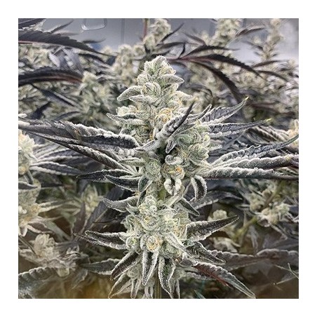 Platinum Kush Breath Remix semi femminizzati In House Genetics