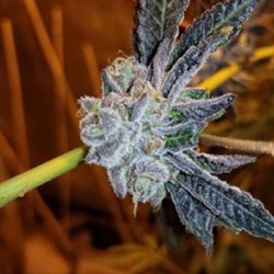 Platinum Purple Candy semi femminizzati In House Genetics