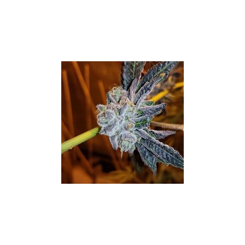 Platinum Purple Candy semi femminizzati In House Genetics
