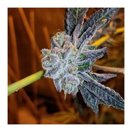 Platinum Purple Candy semi femminizzati In House Genetics