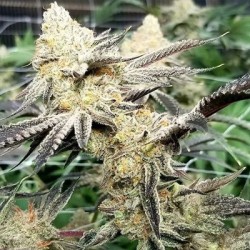 Platinum Scout V2 semi femminizzati In House Genetics