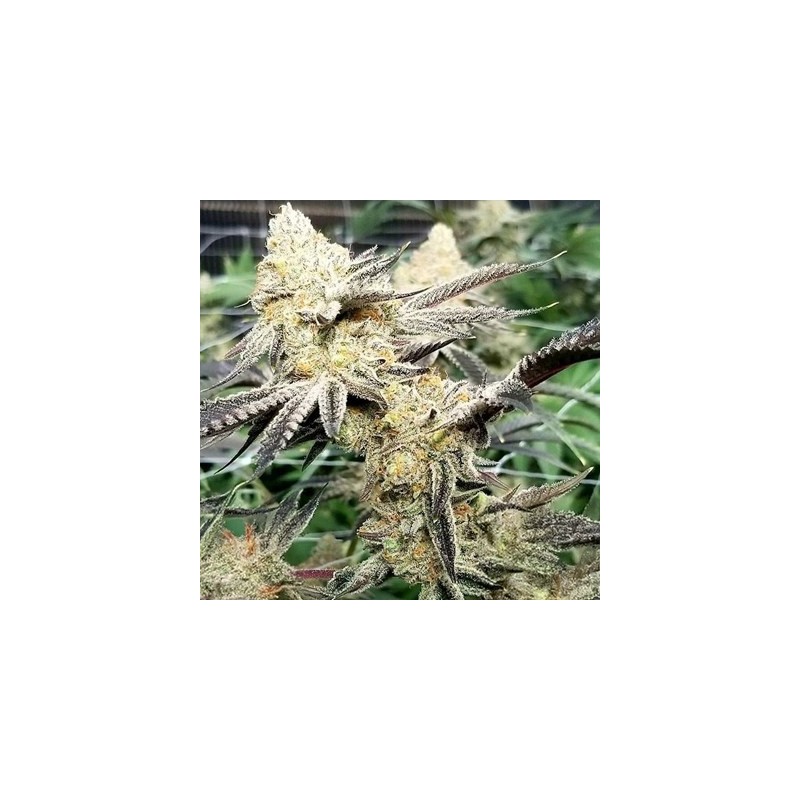 Platinum Scout V2 semi femminizzati In House Genetics