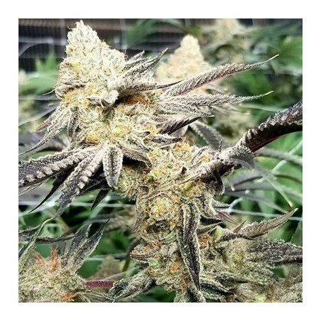 Platinum Scout V2 semi femminizzati In House Genetics