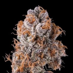 Platinum Valley semi femminizzati In House Genetics
