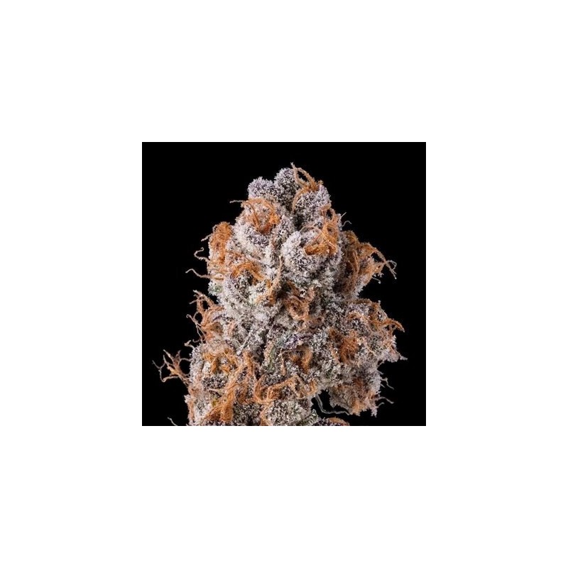 Platinum Valley semi femminizzati In House Genetics