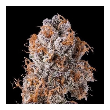 Platinum Valley semi femminizzati In House Genetics