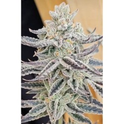 Platinum Zushi semi femminizzati In House Genetics