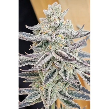 Platinum Zushi semi femminizzati In House Genetics