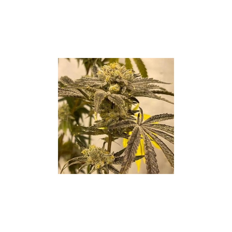 Platinumz semi femminizzati In House Genetics