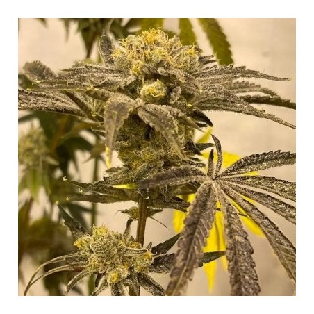 Platinumz semi femminizzati In House Genetics