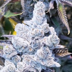 Slurricane #7 S1 semi femminizzati In House Genetics