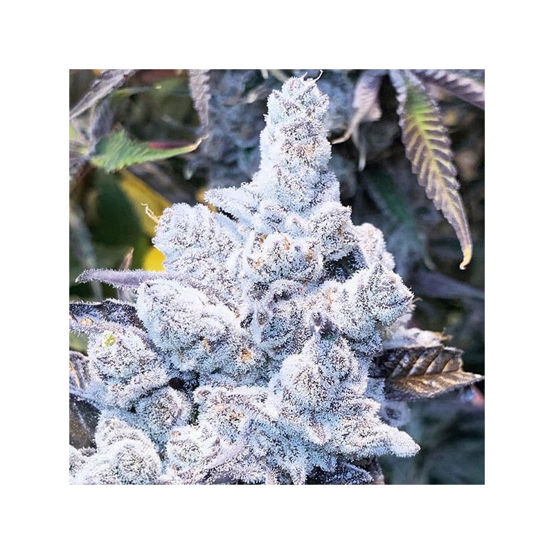 Slurricane #7 S1 semi femminizzati In House Genetics