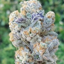 Slurricane semi femminizzati In House Genetics