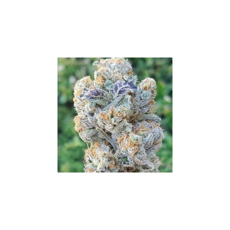 Slurricane semi femminizzati In House Genetics