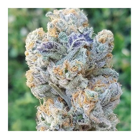Slurricane semi femminizzati In House Genetics