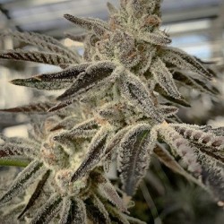 Slurricane IX semi femminizzati In House Genetics