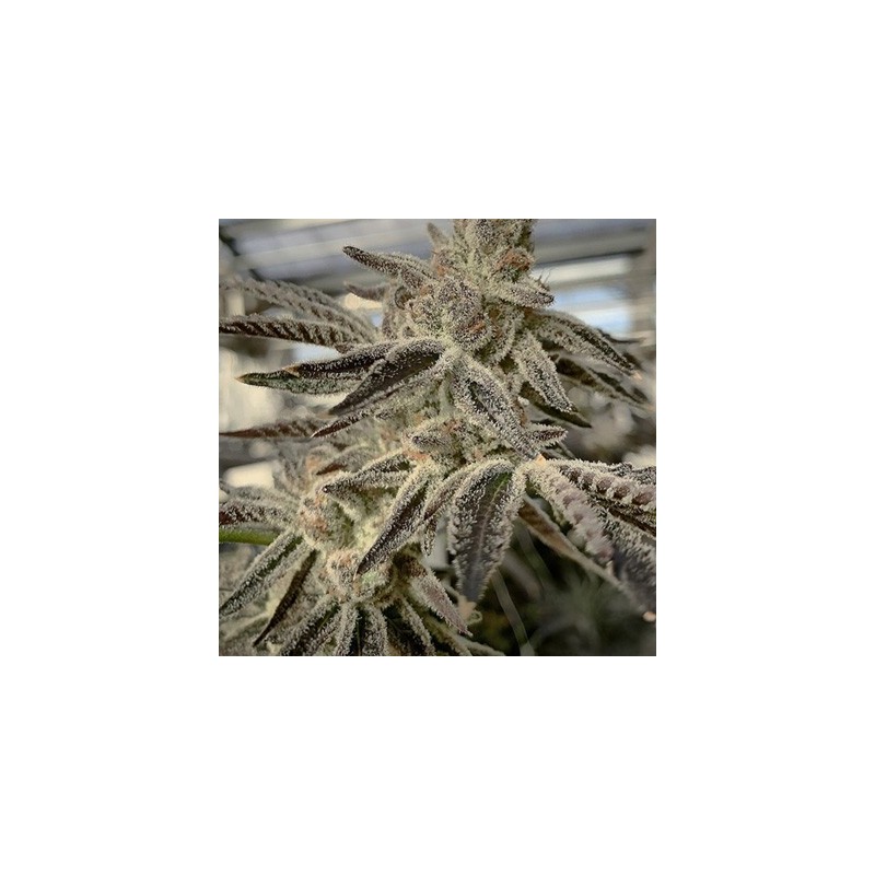 Slurricane IX semi femminizzati In House Genetics