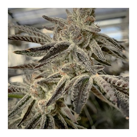 Slurricane IX semi femminizzati In House Genetics