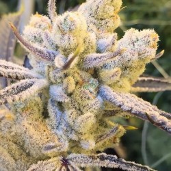 Sugar Cane semi femminizzati In House Genetics