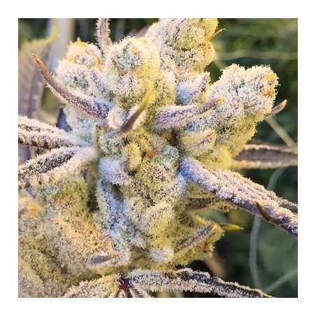 Sugar Cane semi femminizzati In House Genetics