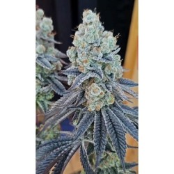 Sugar Cane v3 semi femminizzati In House Genetics