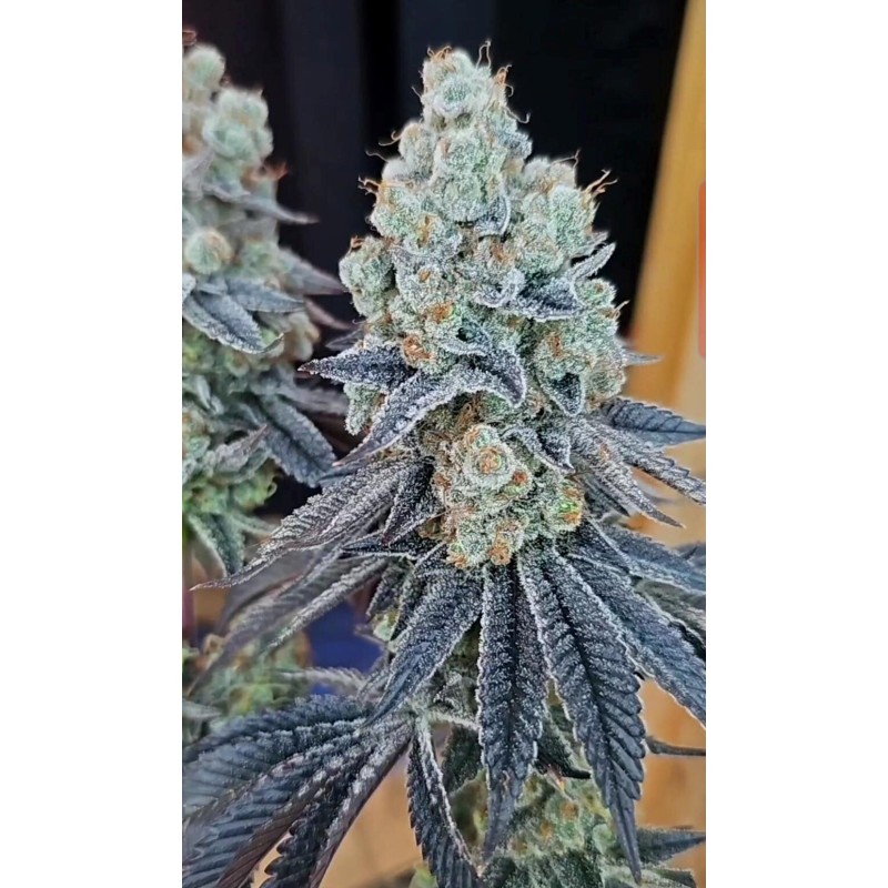 Sugar Cane v3 semi femminizzati In House Genetics