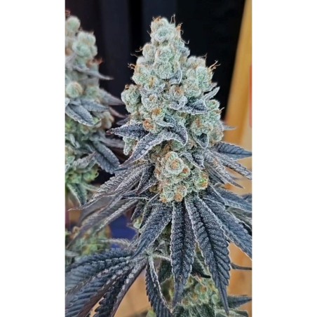 Sugar Cane v3 semi femminizzati In House Genetics