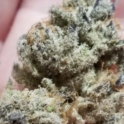 Tacky Glue semi femminizzati In House Genetics