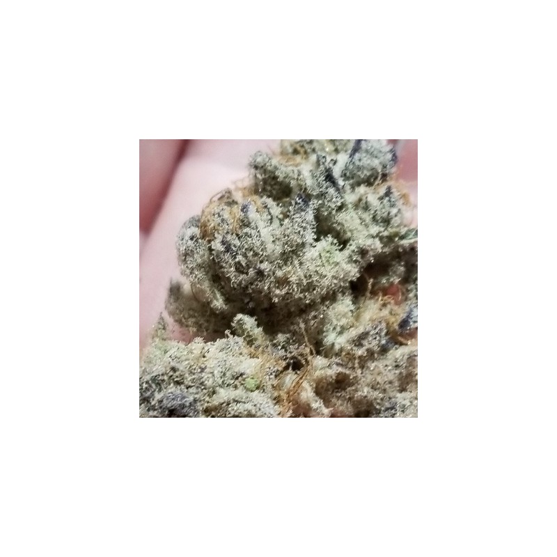 Tacky Glue semi femminizzati In House Genetics