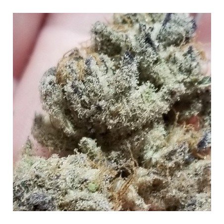 Tacky Glue semi femminizzati In House Genetics