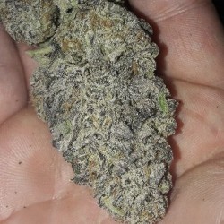 Zurple Punch BX semi femminizzati In House Genetics