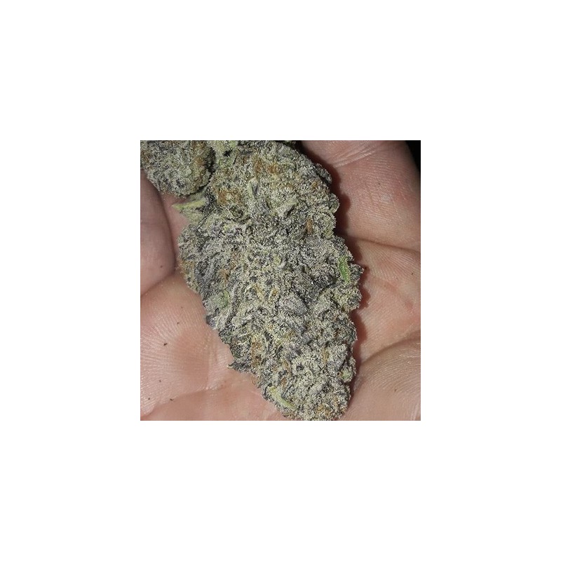 Zurple Punch BX semi femminizzati In House Genetics