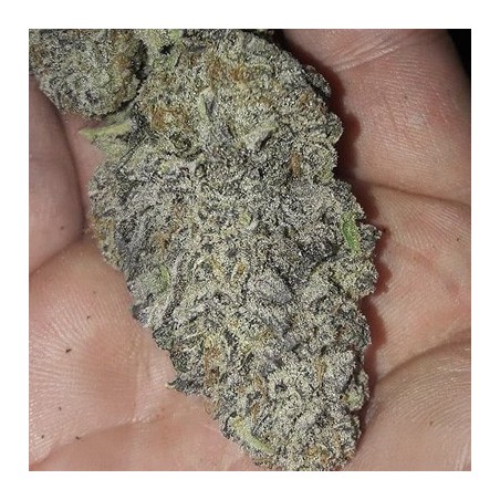 Zurple Punch BX semi femminizzati In House Genetics
