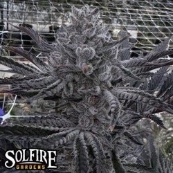 Butter Balm semi femminizzati Solfire Gardens