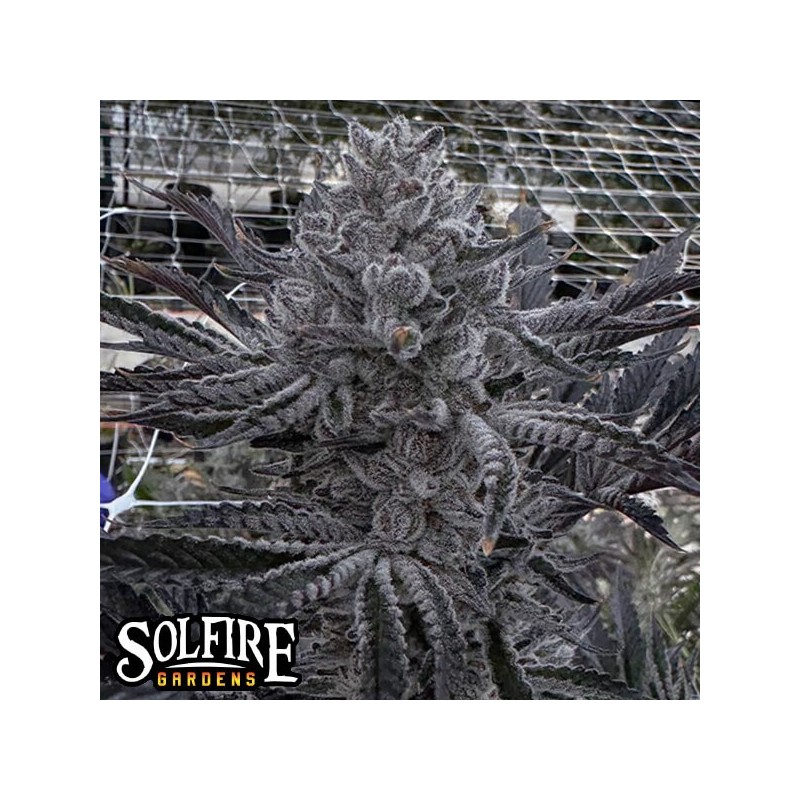 Butter Balm semi femminizzati Solfire Gardens