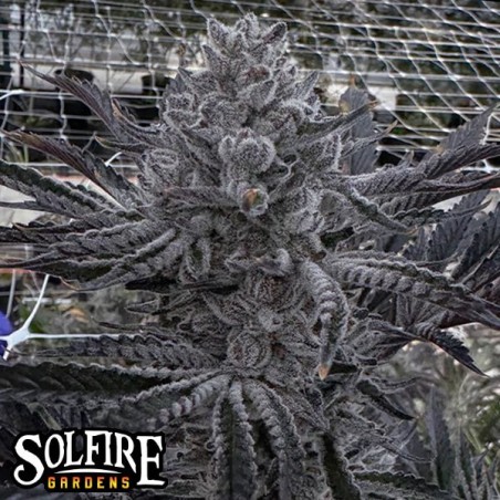 Butter Balm semi femminizzati Solfire Gardens