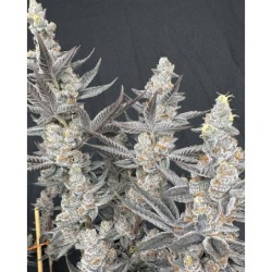 Diamond Daggers semi femminizzati Solfire Gardens