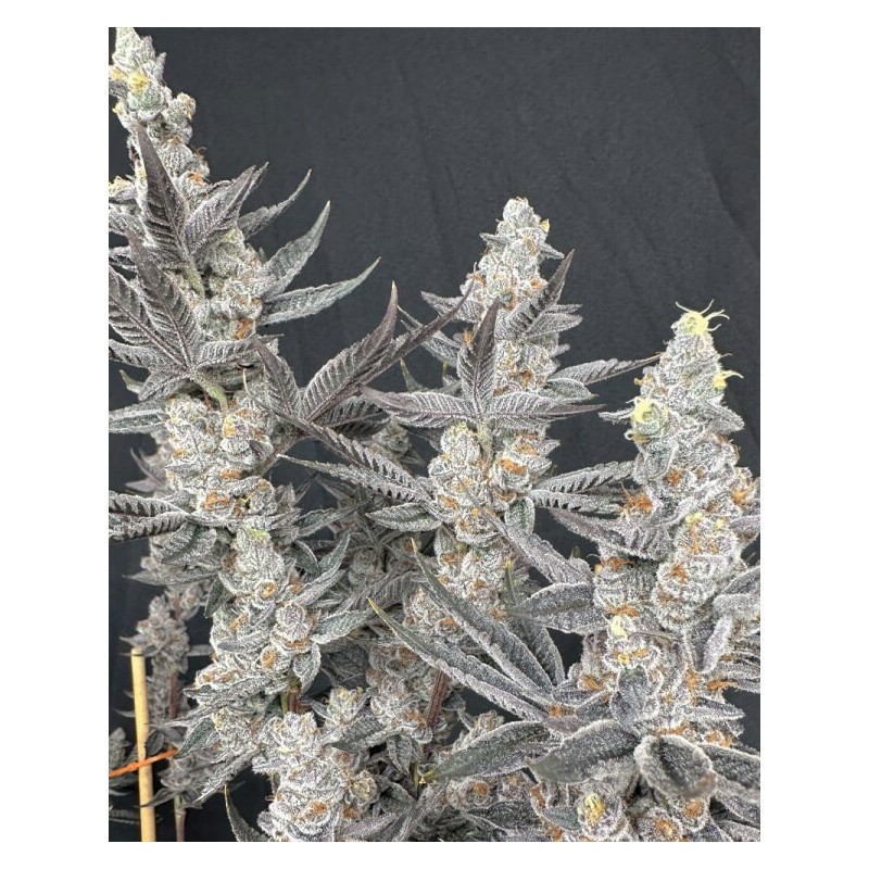 Diamond Daggers semi femminizzati Solfire Gardens