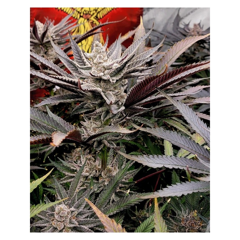 FX3 semi femminizzati Solfire Gardens