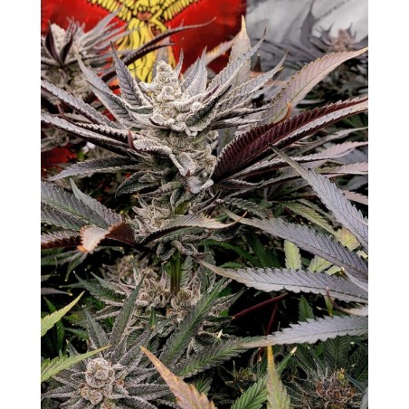 FX3 semi femminizzati Solfire Gardens