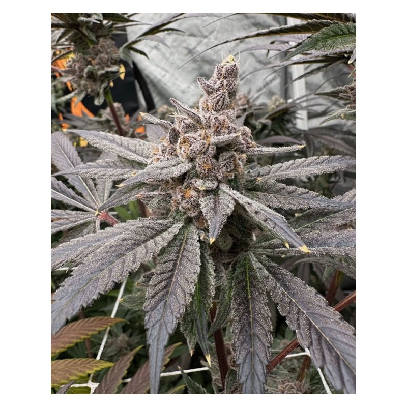 Gasserole semi femminizzati Solfire Gardens
