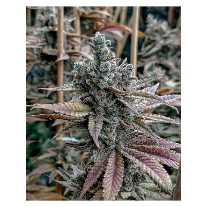 Lemon Elixir semi femminizzati Solfire Gardens