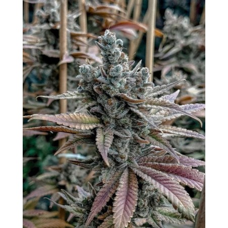 Lemon Elixir semi femminizzati Solfire Gardens